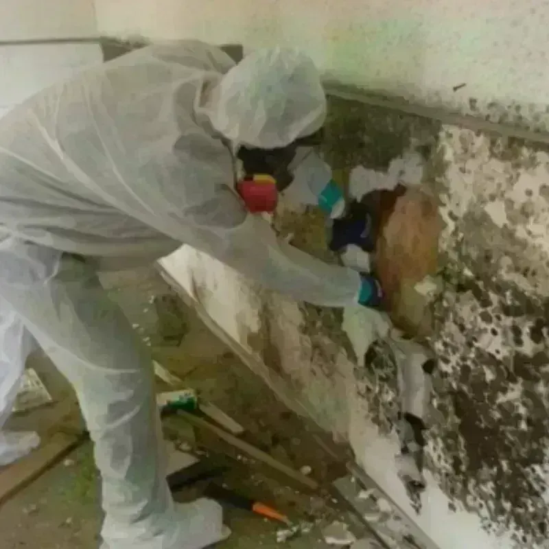 Mold Remediation and Removal in Bettendorf, IA